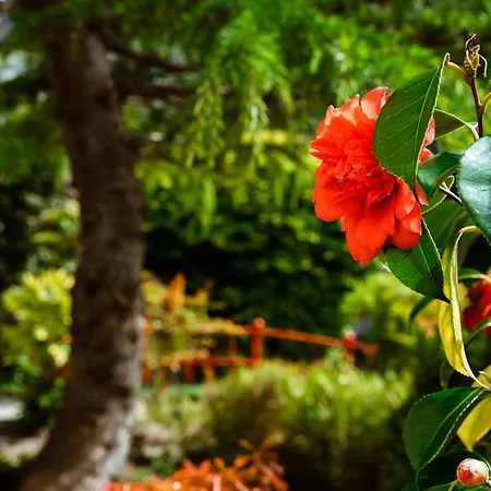 Отель Roganstown & Country Club 4*